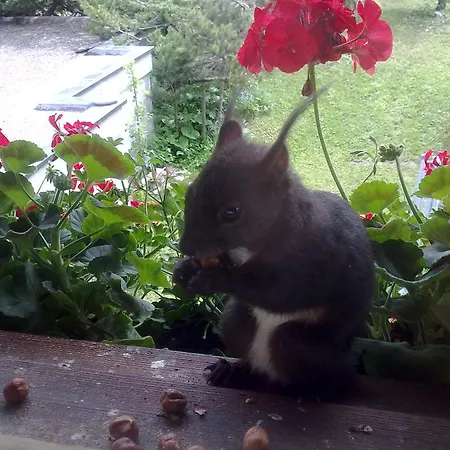 Mezzaprada 阿罗萨