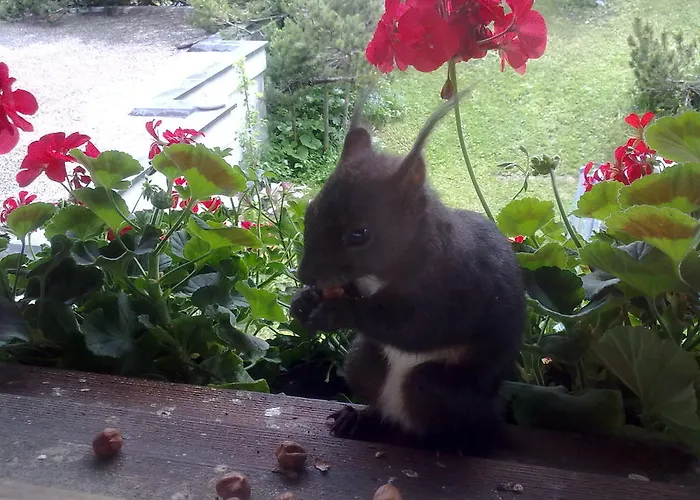 Mezzaprada 阿罗萨